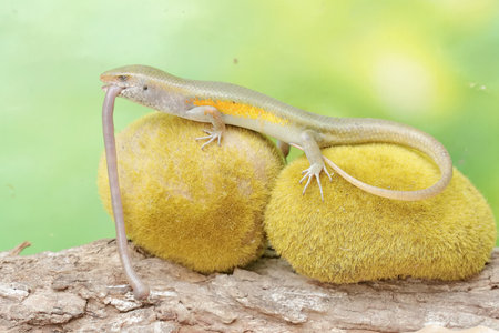A common sun skink is preying on an earthworm. This reptile has the scientific name Mabouya multifasciata.の写真素材
