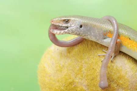 A common sun skink is preying on an earthworm. This reptile has the scientific name Mabouya multifasciata.の写真素材