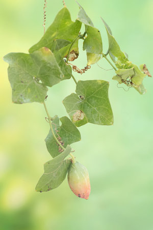 The beauty of the color of little gourd fruit or baby watermelon that ripens on the tree. This climbing plant has the scientific name Coccinia grandis.の写真素材