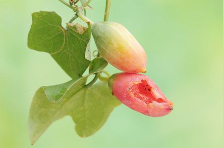The beauty of the color of little gourd fruit or baby watermelon that ripens on the tree. This climbing plant has the scientific name Coccinia grandis.の写真素材