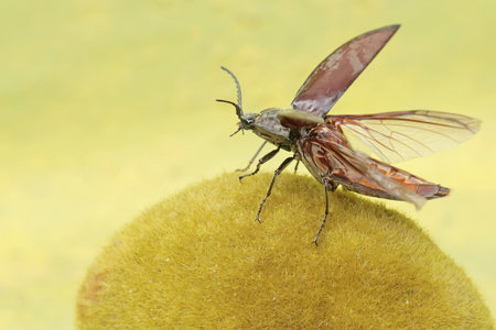 A click beetle is spreading its wings ready to fly. This insect has the scientific name Oxynopterus...