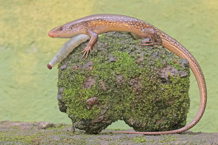 Lizard on a rock in the rainforest of Costa Rica.