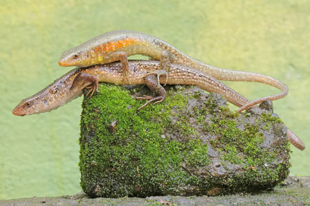 A pair of common sun skinks prepare to mate. This reptile has the scientific name Mabouya...