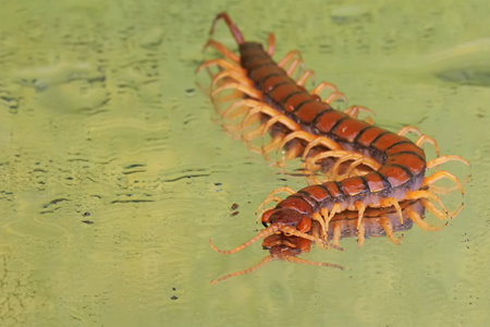 A centipede is looking for prey on a rock overgrown with moss. This multi-legged animal has the scientific name Scolopendra morsitans.の写真素材