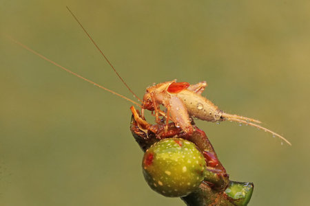A small cricket of the species Ornebius kanetataki is eating a young leaf. This insect likes to eat leaves, flowers and fruits.の写真素材