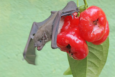 A short-nosed fruit bat eats a ripe water apple on a tree. This flying mammal has the scientific name Cynopterus minutus.の写真素材