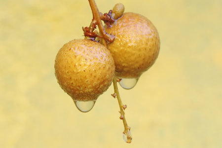 A number of longan fruit that is ripe and ready to be harvested. This plant has the scientific name...