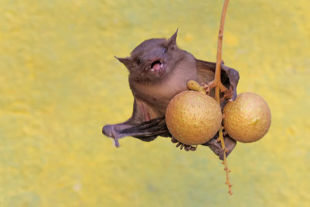 A short-nosed fruit bat eating longan fruit. This flying mammal has the scientific name Cynopterus minutus.の写真素材