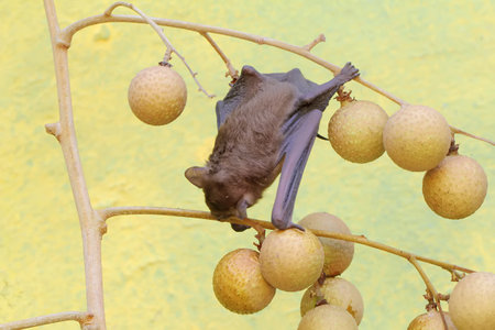 A short-nosed fruit bat eating longan fruit. This flying mammal has the scientific name Cynopterus minutus.の写真素材