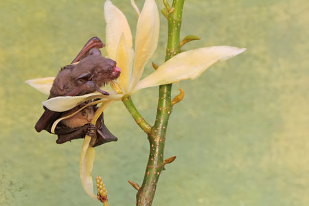 A short-nosed fruit bat eating magnolia flower in full bloom. This flying mammal has the scientific...