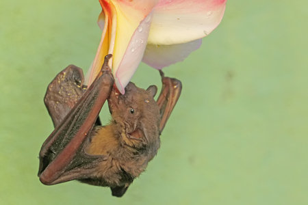 A short-nosed fruit bat eating frangipani flowers. This flying mammal has the scientific name...