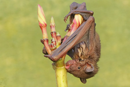 A short-nosed fruit bat eating frangipani flowers. This flying mammal has the scientific name...