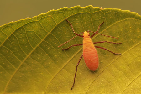 A young milkweed assassin bug eats wild plant leaves. This insect has the scientific name Zelus...