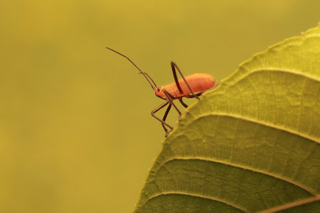 A young milkweed assassin bug eats wild plant leaves. This insect has the scientific name Zelus...