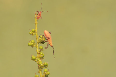 A number of young milkweed assassin bugs eating wild plant fruits. This insect has the scientific...