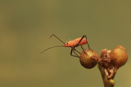 A young milkweed assassin bug eats the fruit of a wild plant. This insect has the scientific name...