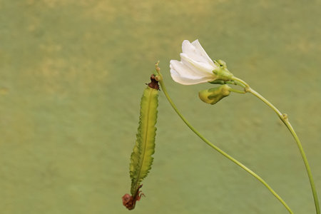 The beauty of young winged bean fruit that is fresh green. This white flowering plant has the...