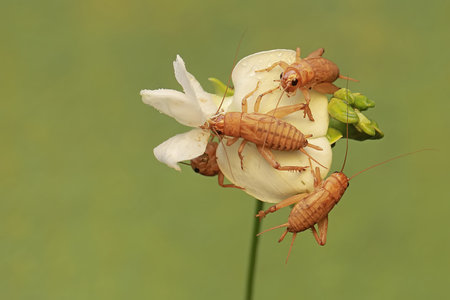 A number of young field crickets are eating flowers. This insect has the scientific name Gryllus campestris.の写真素材