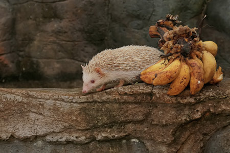 A hedgehog is eating a ripe banana that fell on the edge of a small pond. This mammal has the scientific name Atelerix albiventris.の写真素材