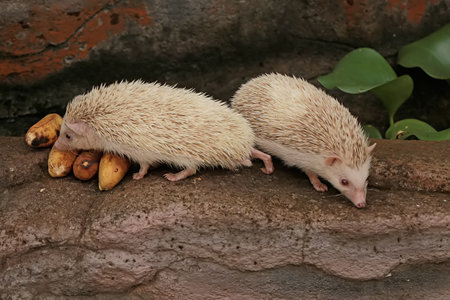 Two hedgehogs are eating ripe bananas. This mammal has the scientific name Atelerix albiventris.の写真素材
