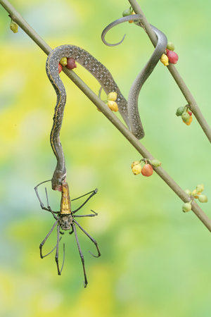 A yellow striped racer snake is preying on a spider. This non-venomous reptile has the scientific...