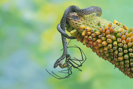 A yellow striped racer snake is preying on a spider. This non-venomous reptile has the scientific...