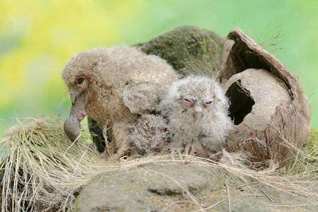 Three young Javan scops owls prey on a mouse near their nest. This nocturnal bird has the scientific name Otus lempiji.の写真素材