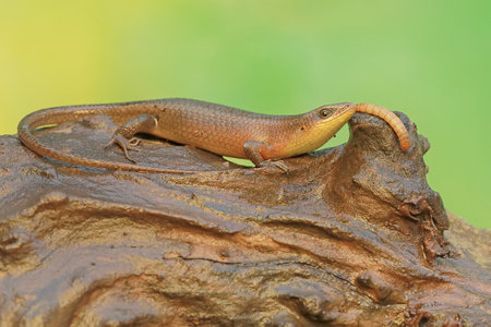 A common sun skink ready to prey on a caterpillar. This reptile has the scientific name Mabouya multifasciata.の写真素材