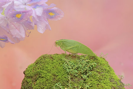 A long-legged grasshopper is eating the flowers of the common water hyacinth (Eichhornia crassipes). This insect has the scientific name Mecopoda nipponensis.の写真素材