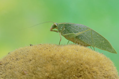 A long-legged grasshopper is foraging on moss-covered soil. This insect has the scientific name...