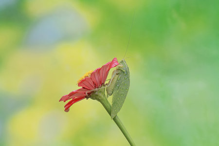 A long-legged grasshopper is foraging on a wild flower. This insect has the scientific name Mecopoda nipponensis.の写真素材