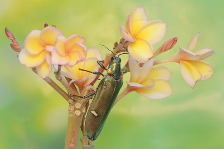 A jewel beetle is eating blooming frangipani flowers. This insect with a dominant metallic green...