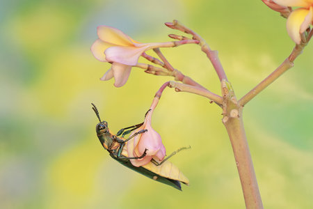A jewel beetle is eating blooming frangipani flowers. This insect with a dominant metallic green color has the scientific name Chrysochroa sp.の写真素材