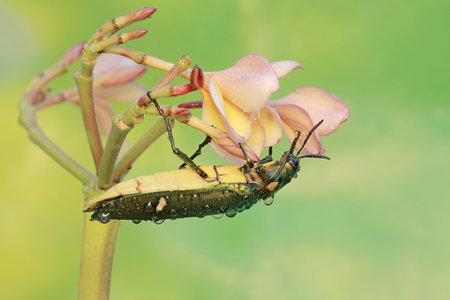 A jewel beetle is eating blooming frangipani flowers. This insect with a dominant metallic green...