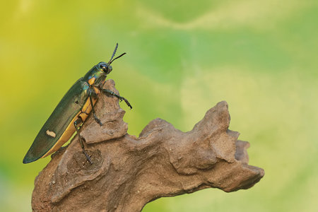A jewel beetle is foraging on a tree trunk. This insect with a dominant metallic green color has the scientific name Chrysochroa sp.の写真素材
