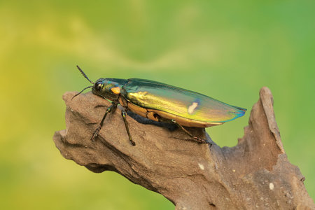 A jewel beetle is foraging on a rotten tree trunk. This insect with a dominant metallic green color has the scientific name Chrysochroa sp.の写真素材