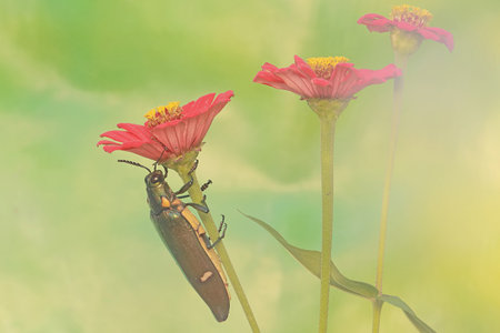 A jewel beetle eats wild plant flowers. This insect with a dominant metallic green color has the scientific name Chrysochroa sp.の写真素材