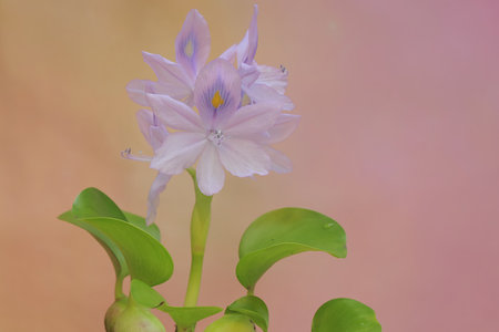 The beauty of the common water hyacinth flowers when in full bloom. This aquatic plant has the scientific name Eichhornia crassipes.の写真素材