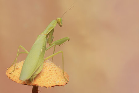 A green praying mantis is looking for prey on wild mushrooms. This insect has the scientific name...