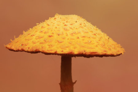 The beauty of parasol mushroom with their golden yellow color when growing in the rainy season.の写真素材