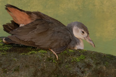 A white-breasted waterhen has the scientific name Amaurornis phoenicurus.の写真素材