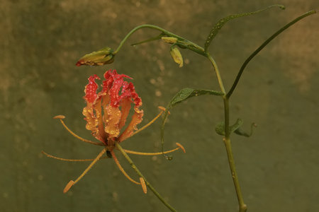 The beauty of the flame lily flower when it is in full bloom. This beautiful flowering plant has the scientific name Gloriosa superba.の写真素材