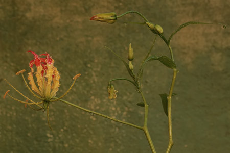The beauty of the flame lily flower when it is in full bloom. This flowering plant has the...