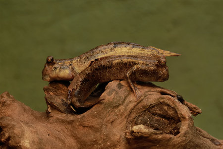 Two barred mudskipper fish resting on a rotten log stranded on the seashore. This fish, which is...