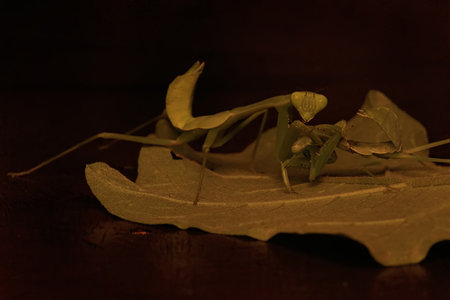 The cannibalistic behavior of a green praying mantis that preys on a green praying mantis whose body size is smaller than itself. This insect has the scientific name Hierodula sp.の写真素材