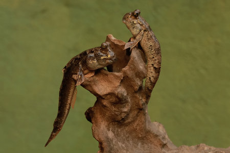Two barred mudskipper fish resting on a rotten log stranded on the seashore. This fish, which is...