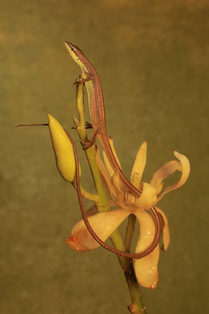 A long-tailed grass lizard is hunting for prey on a magnolia branch filled with blooming flowers. This reptile has the scientific name Takydromus sexlineatus.の写真素材