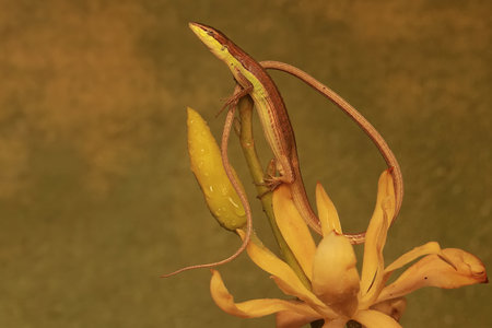 A long-tailed grass lizard is hunting for prey on a magnolia branch filled with blooming flowers. This reptile has the scientific name Takydromus sexlineatus.の写真素材