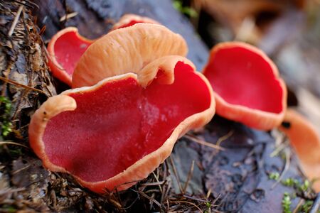 Winter / spring edible mushroom in beautiful orange red color - Sarcoscypha austriaca or Sarcoscypha coccineaの写真素材