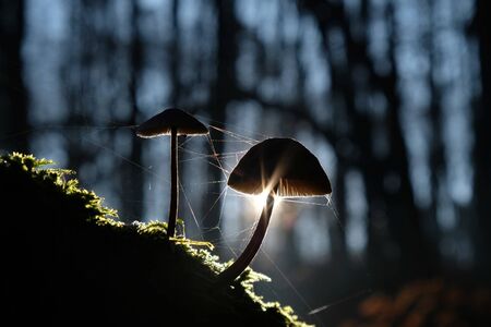 Black silhouettes of two mushrooms with a cobweb in the forest, with the sun's rays in the background - look like forest lamp.の写真素材
